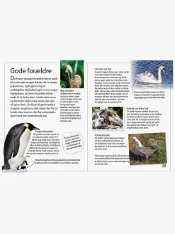 Bøger|GlobeForlaget Ud i naturen - Fugle